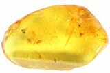 Several Fossil Flies (Diptera) In Baltic Amber #93854-1